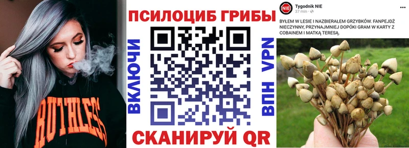 купить наркотики цена Западная Двина kraken зеркало Галлюциногенные грибы Psilocybine cubensis